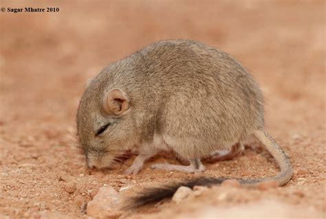 Birding in Korea 3: Rescue of Desert Gerbil