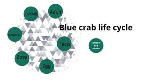 Blue crab life cycle by Wyatt Leeper on Prezi