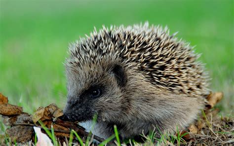 Hedgehog Image - ID: 267770 - Image Abyss