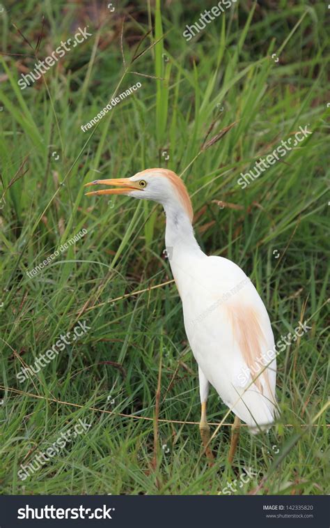 Cattle Egret African Savannah Birds Rivers And Lakes Africa Birds Birds ...