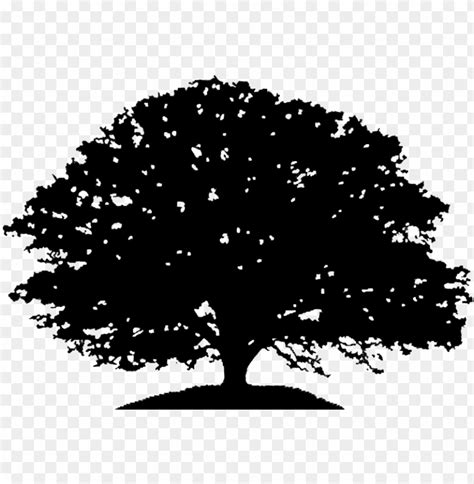 Free download | HD PNG oak tree silhouette drawing clip art live oak ...