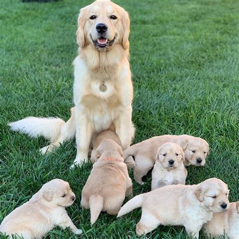 Golden retriever puppies for adoption - OnAds.net