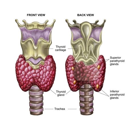 The Thyroid Gland in the Endocrine System