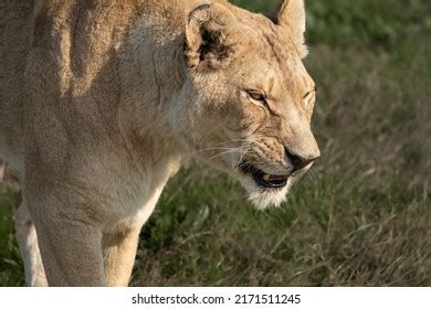 1,756 Lion prowling Images, Stock Photos & Vectors | Shutterstock