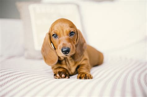 Spring Dachshund Puppies Wallpapers - Wallpaper Cave