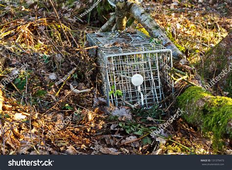 Non Lethal Humane Steel Animal Trap Stock Photo 131379473 - Shutterstock