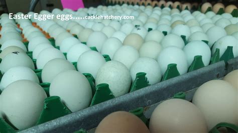 Easter Egger Fertile Hatching Eggs for Sale - Fresh/Fertile Eggs | Cackle Hatchery