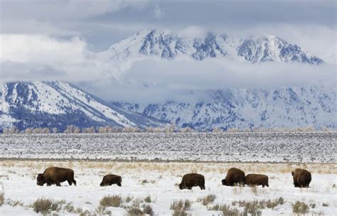 16 Best National Parks to Visit in Winter – Bearfoot Theory