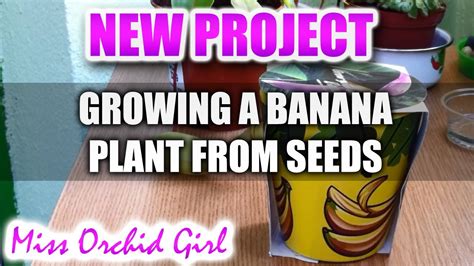 Growing a Banana Plant from seed - YouTube