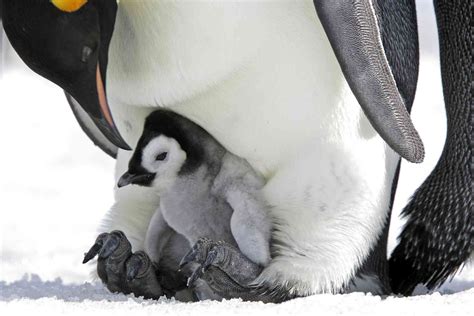 98% of emperor penguin colonies could be extinct by 2100 as ice melts – can Endangered Species ...