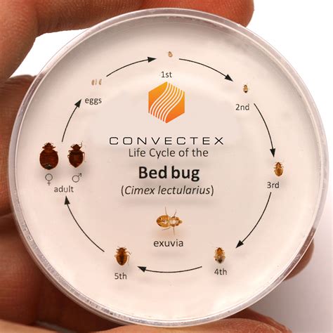 Bed Bug Life Cycle, Bed Bug Reference Tool