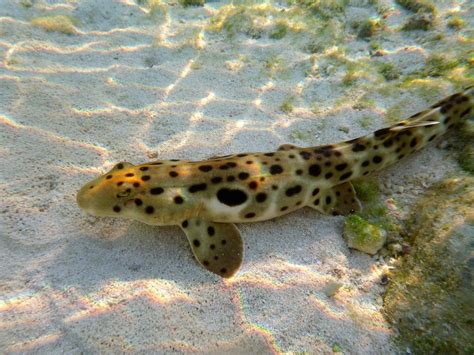 Epaulette Shark, Hemiscyllium ocellatum (Bonnaterre, 1788) - The ...