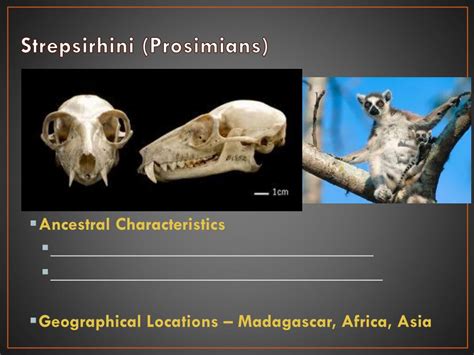 PPT - Living Primates, Part 1 PowerPoint Presentation, free download - ID:2051416