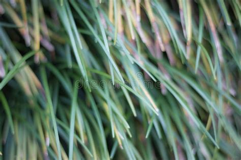 Green Grass on the Floor, Grass Background Stock Photo - Image of field ...