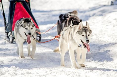 Premium Photo | Dog sledding. siberian husky sled dog team in harness.