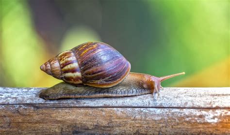 Dealing With Pesky Garden Pests: Snails and Slugs - Saratoga Organics