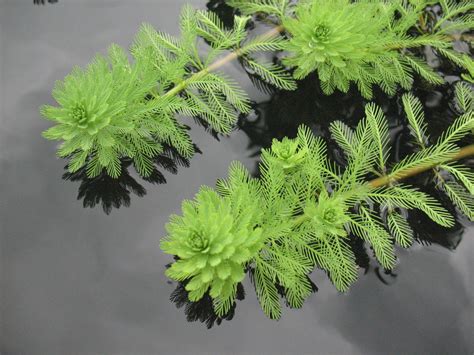 parrot's feather (Submerged and Floating Aquatic Plants of Louisiana) · iNaturalist