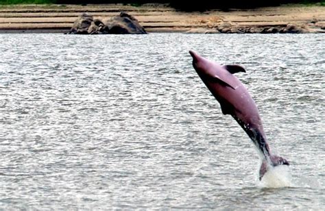 Tucuxi Dolphin – "OCEAN TREASURES" Memorial Library