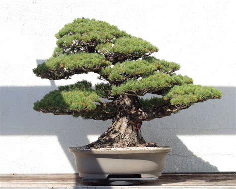 File:Japanese White Pine bonsai 81, October 10, 2008.jpg - Wikimedia Commons