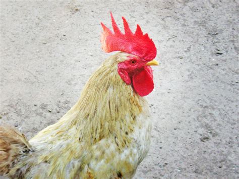 Free Images : bird, wing, red, beak, chicken, fauna, rooster, poultry, crest, gallo, galliformes ...