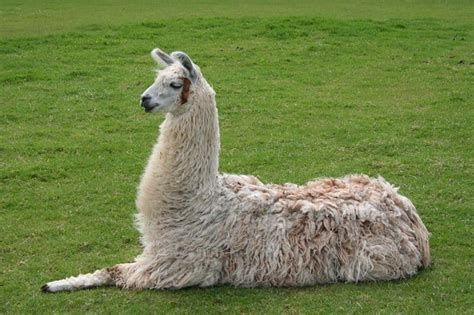 Llama - A-Z Animals