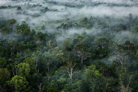 ป่าไม้ - Greenpeace Thailand