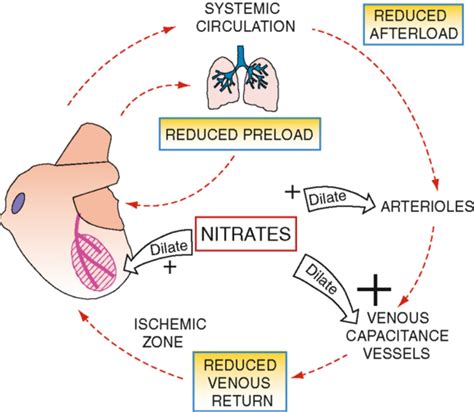 Figure 2-3 from /Nitrates and Newer Antianginals/The Nature of Angina of Effort | Semantic Scholar