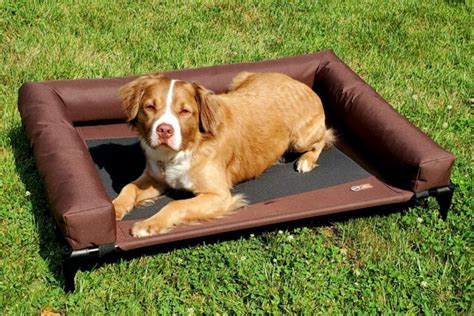 Best Orthopedic Dog Beds For Senior Pets | Great Pet Care