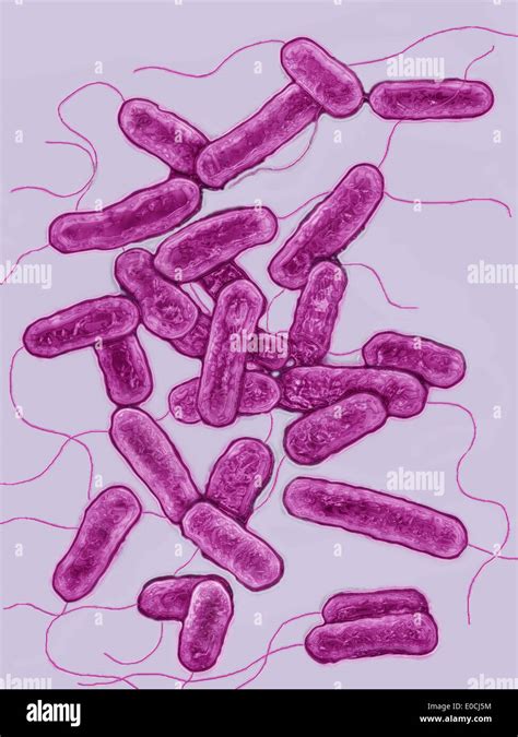 Legionella pneumophila Stock Photo - Alamy