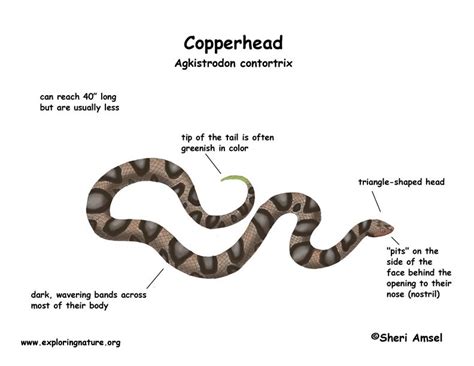 Snake (Copperhead)