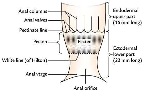 Easy Notes On 【Anal Canal】Learn in Just 4 Minutes!