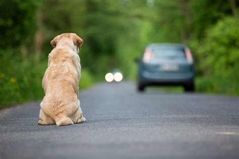 Animal Abandonment Has Increased During Pandemic - Karmagawa