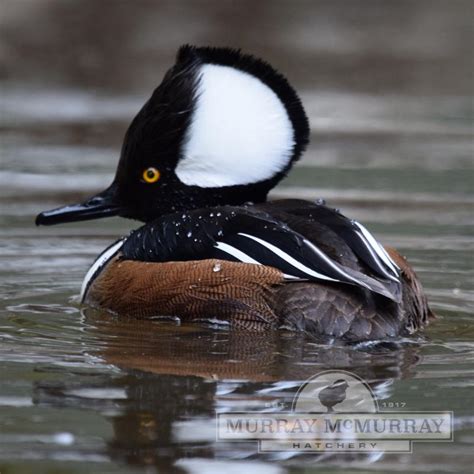 Murray McMurray Hatchery - Hooded Merganser Ducks