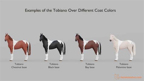 What is a Tobiano Horse? Traits, Genes, and Breeds.