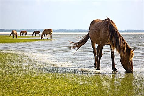 The Wild Horses of Shackleford Banks | Horses, Crystal coast north carolina, Island horse