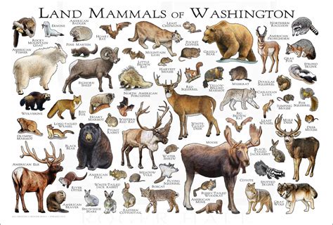 Mammals of Washington Poster Print / Washington Mammals Field - Etsy Sweden