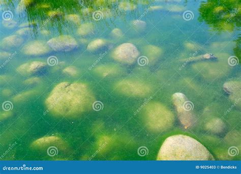 Green Pond Algae stock image. Image of plant, water, rocky - 9025403