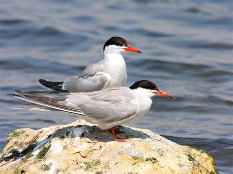 Arctic Tern Bird Facts (Sterna paradisaea) | Bird Fact