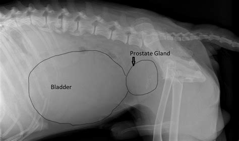 What Are The Symptoms Of Prostate Problems In Dogs