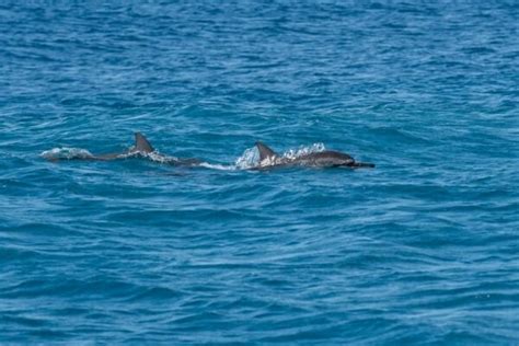 Oahu Snorkeling Tours | Best Snorkeling in Oahu