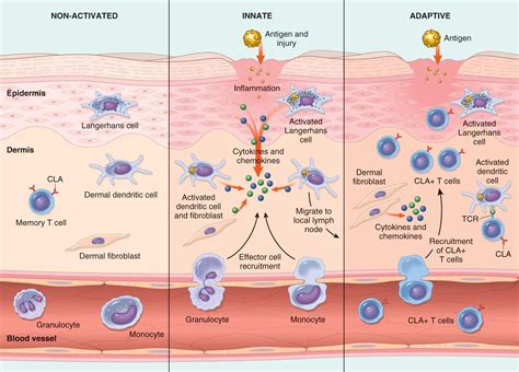 Innate vs. adaptive immunity | RIT