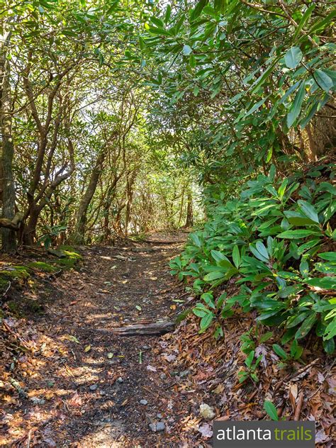 Rabun Bald: Hiking the Bartram Trail from Beegum Gap | Fall hiking ...