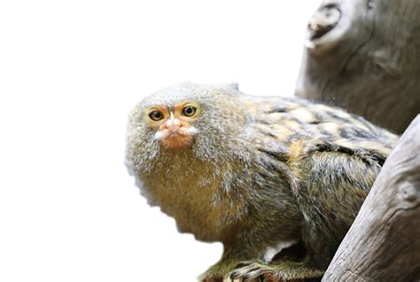 Pygmy Marmoset - National Zoo & Aquarium