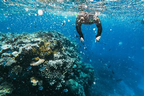 Can Eco-Tourism Save Coral Reefs? - JSTOR Daily