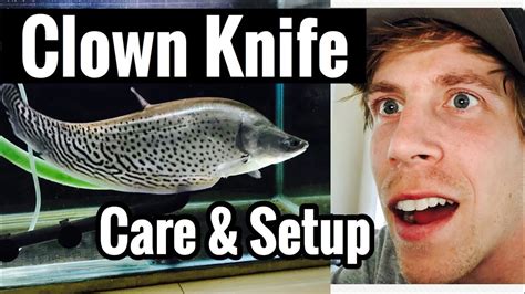 Clown Knife Fish Care & Growth – HousePetsCare.com