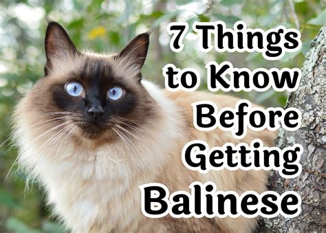 Are Balinese Cats Hypoallergenic?