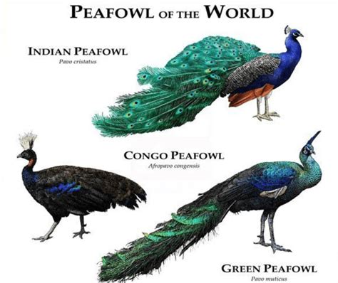 7 Information to Get to Know Congo Peafowl and Maintain Its Existence