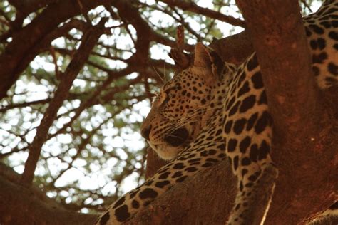 Samburu Animals – Samburu National Reserve