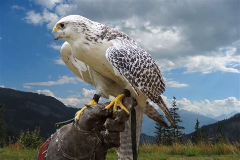 Free Images : nature, fly, wildlife, portrait, beak, eagle, hawk, fauna ...