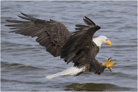 Bald Eagle versus River Otter - FM Forums